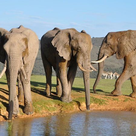 Addo Elephant Lodge & Safaris Kirkwood Экстерьер фото