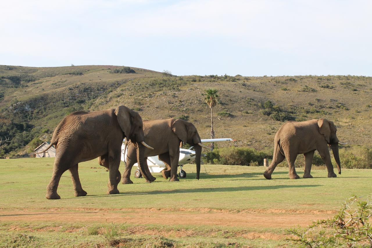 Addo Elephant Lodge & Safaris Kirkwood Экстерьер фото